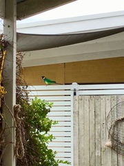 Barnardius zonarius zonarius