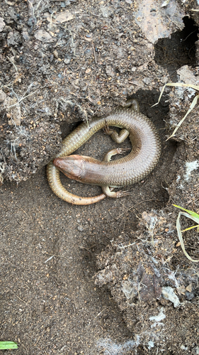iNaturalist observation photo of Gilbert's Skink