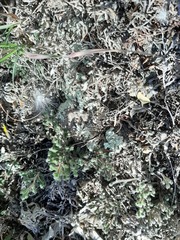 Selaginella sellowii