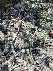 Selaginella sellowii
