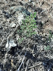 Selaginella sellowii