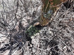 Mammillaria compressa compressa