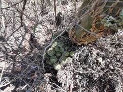 Mammillaria compressa compressa