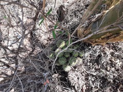 Mammillaria compressa compressa