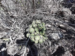 Mammillaria compressa