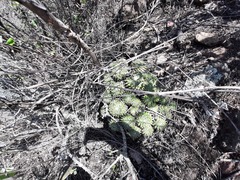 Mammillaria compressa