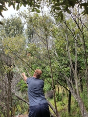 Pomaderris apetala maritima