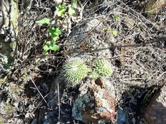 Mammillaria compressa compressa