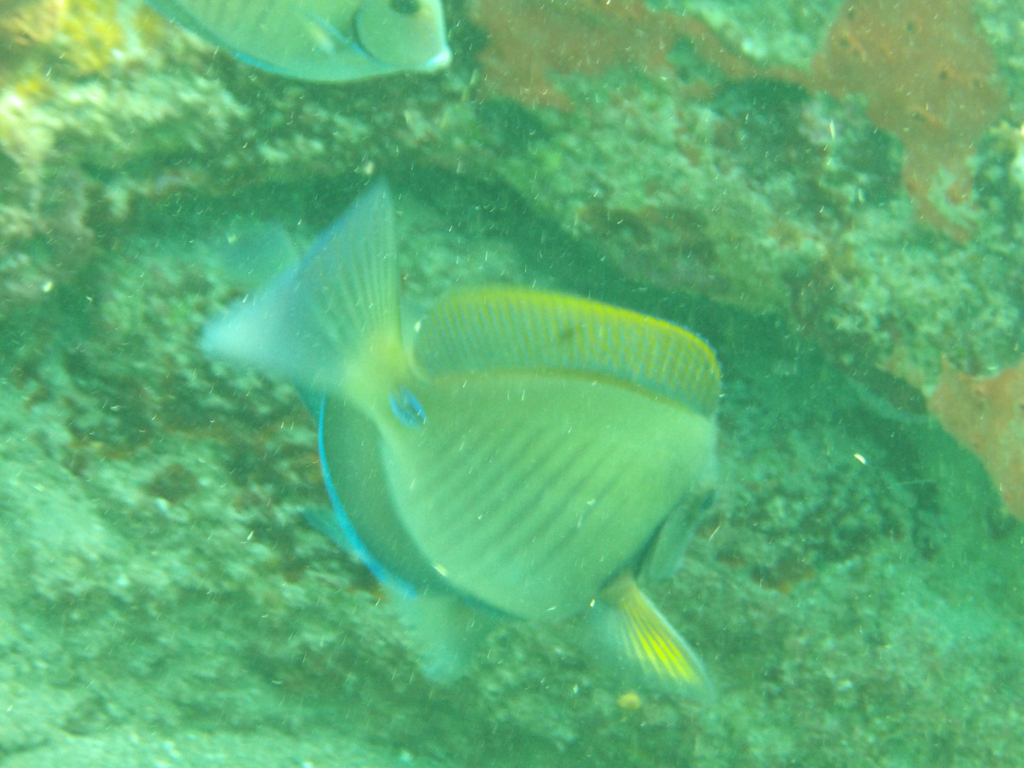 Doktersvis (Acanthurus chirurgus) — Acanthuridae