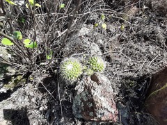 Mammillaria compressa compressa