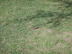 Leiolepis belliana