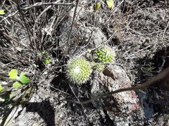 Mammillaria compressa compressa
