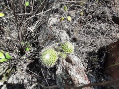 Mammillaria compressa compressa