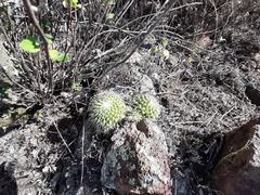 Mammillaria compressa compressa