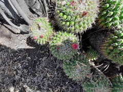 Mammillaria compressa compressa