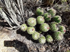 Mammillaria compressa compressa
