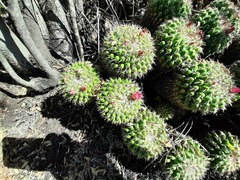 Mammillaria compressa compressa