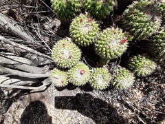Mammillaria compressa compressa