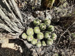 Mammillaria compressa compressa