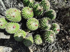 Mammillaria compressa compressa