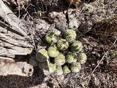 Mammillaria compressa compressa