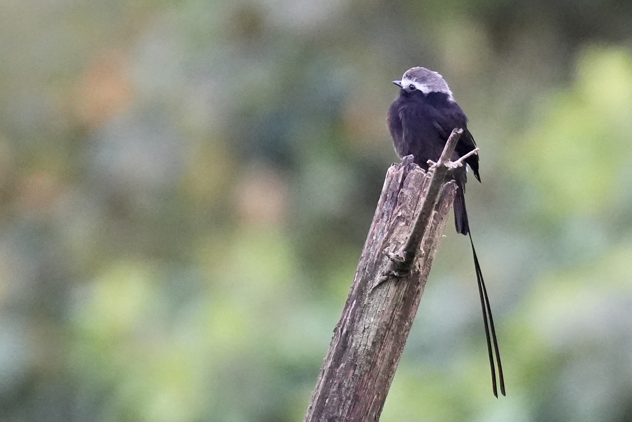 Long-tailed Tyrant (Colonia colonus), photo 4