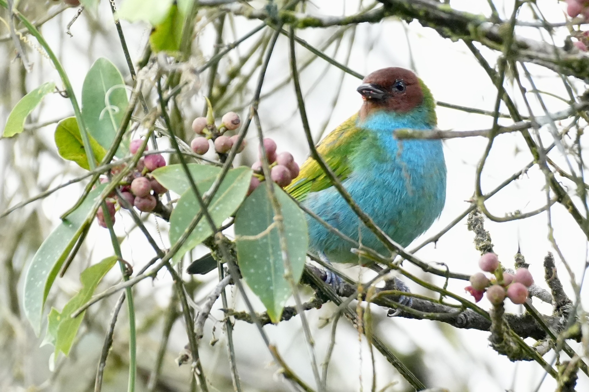 Bay-headed Tanager (Tangara gyrola), photo 3