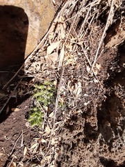 Mammillaria longimamma