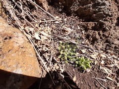 Mammillaria longimamma