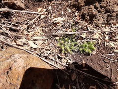 Mammillaria longimamma