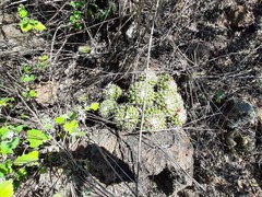 Mammillaria compressa
