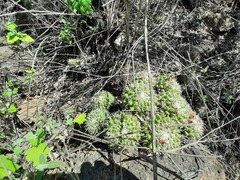 Mammillaria compressa