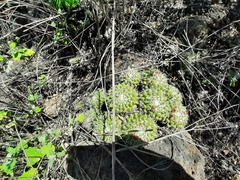 Mammillaria compressa