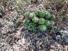 Mammillaria compressa compressa