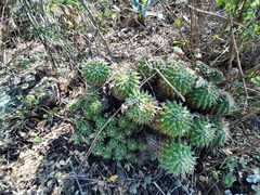 Mammillaria compressa compressa