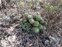 Mammillaria compressa compressa