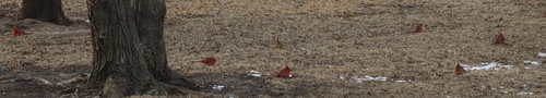 Northern Cardinal