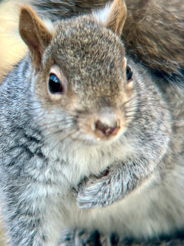 Eastern Gray Squirrel