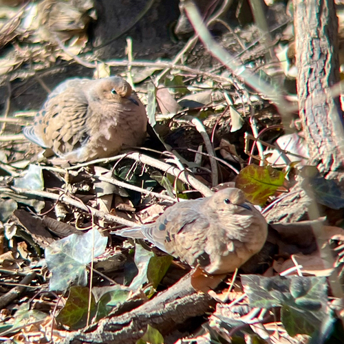 Mourning Dove