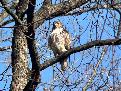 Red-tailed Hawk