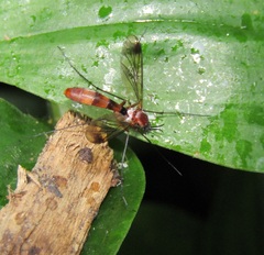 Isoneuromyia harrisi