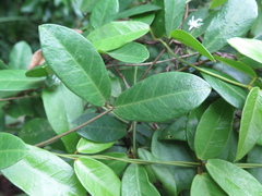 Toxocarpus wightianus