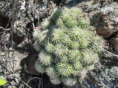 Mammillaria compressa compressa