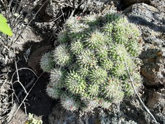 Mammillaria compressa compressa