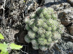 Mammillaria compressa compressa