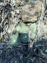 Mammillaria compressa compressa