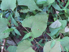 Vitis balansana