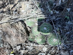 Mammillaria compressa compressa