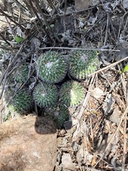 Mammillaria compressa compressa