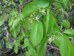 Strychnos angustiflora